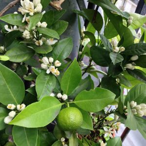 Citronnier du balcon