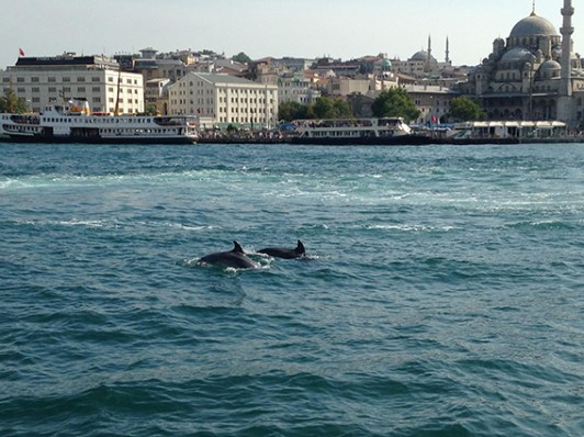 11864948_10206190554495719_507515438185169239_o